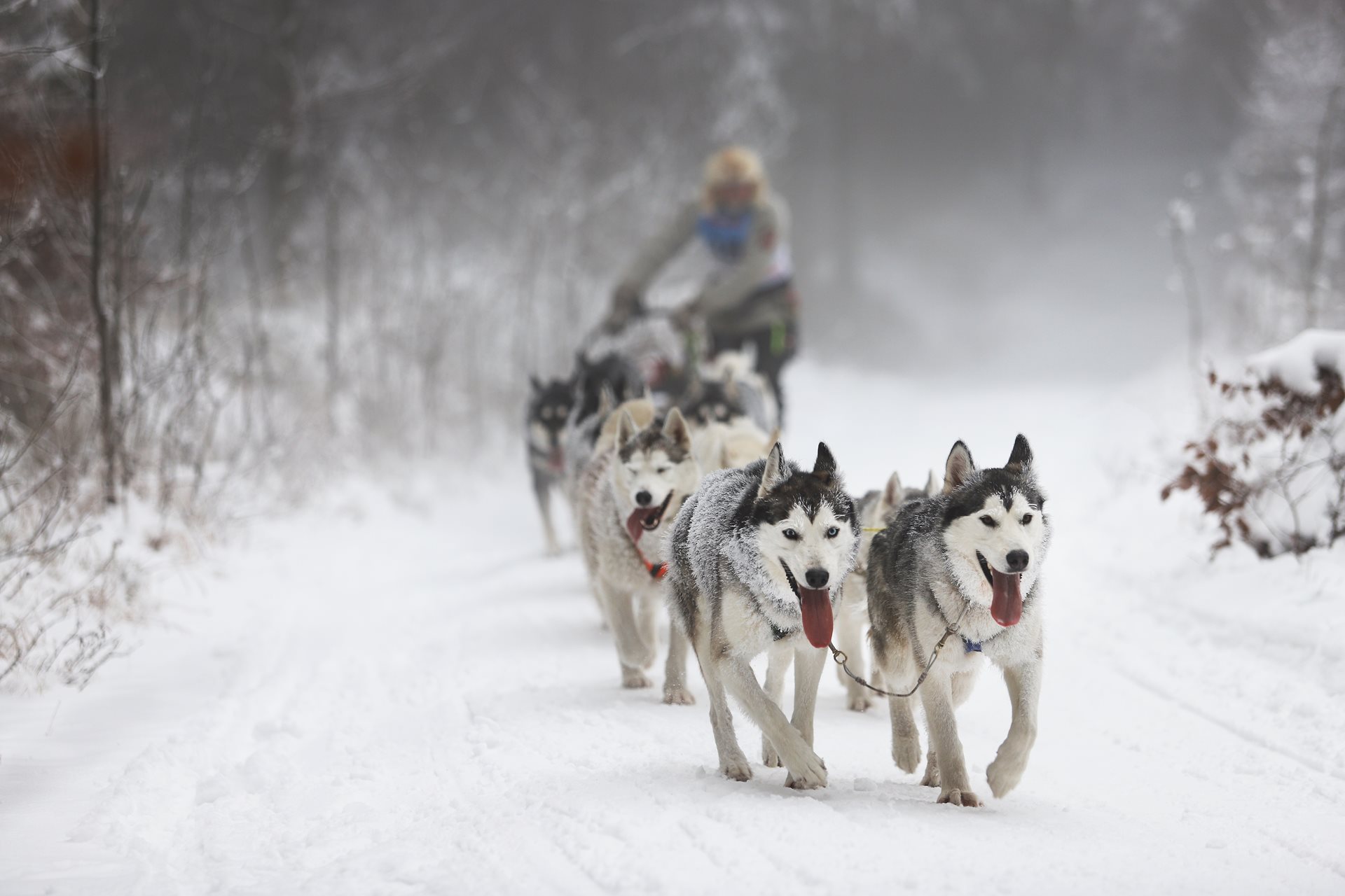 Královéhradecký kraj: Šediváčkův long