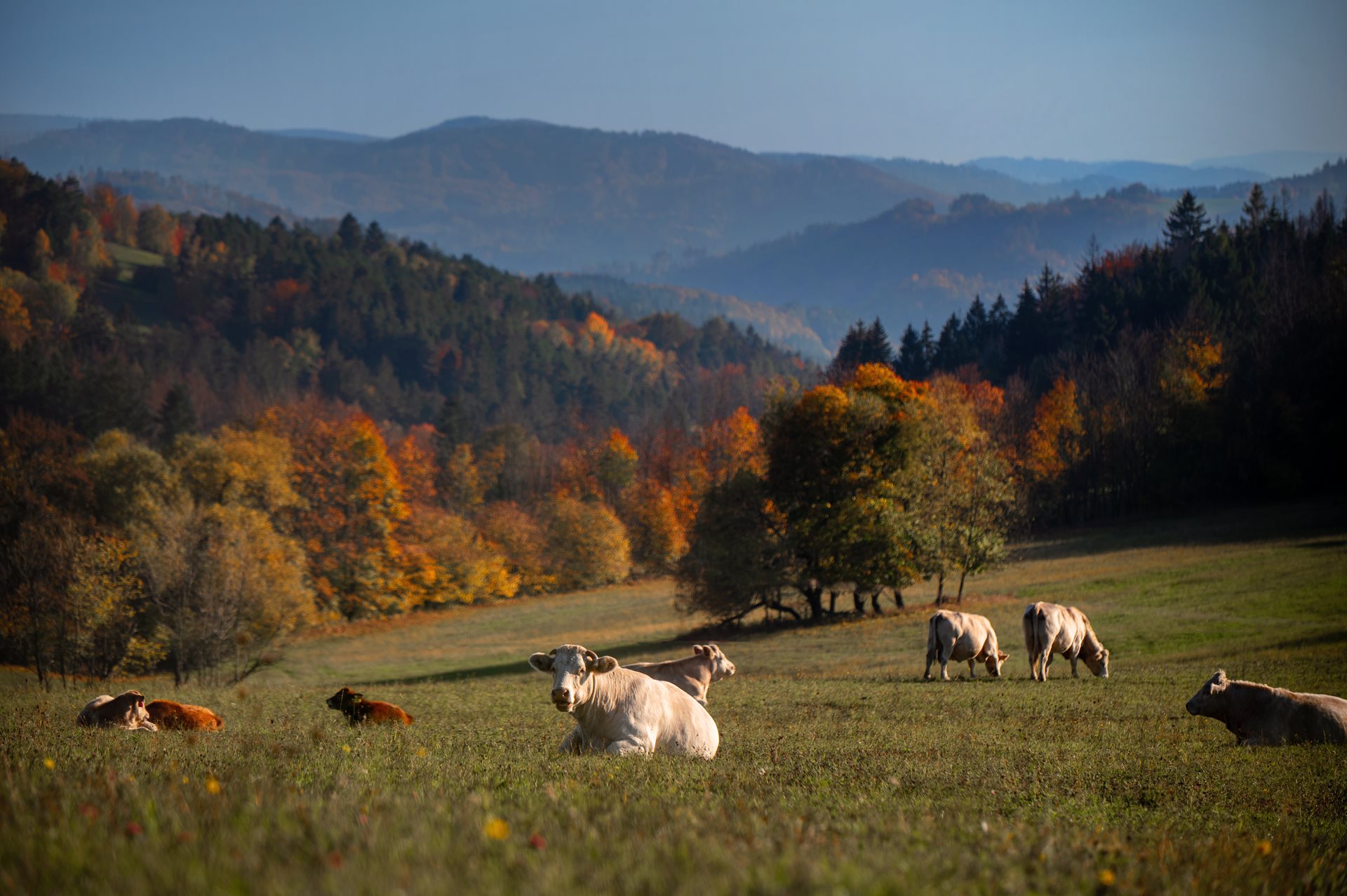 Vyzkoušejte si život na statku na Ekofarmě Ctiboř