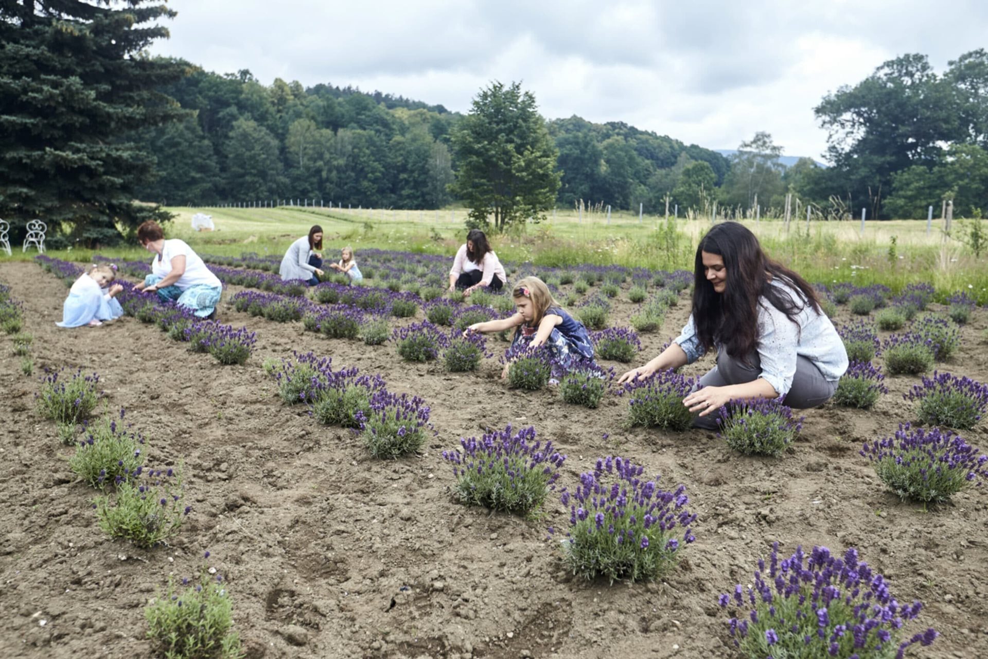 Region Liberec: Levandule z Jizerek